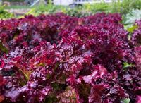 Red Salat Bowl