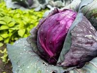 Rotkohl 