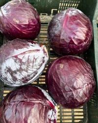 Rotkohl